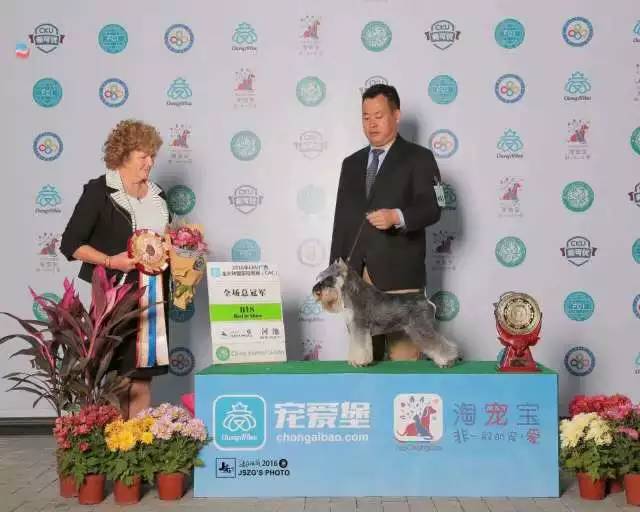 独家 | 迷你雪纳瑞优质犬舍名单！-9.jpeg