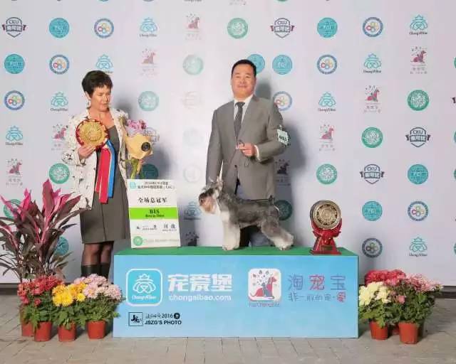 独家 | 迷你雪纳瑞优质犬舍名单！-11.jpeg