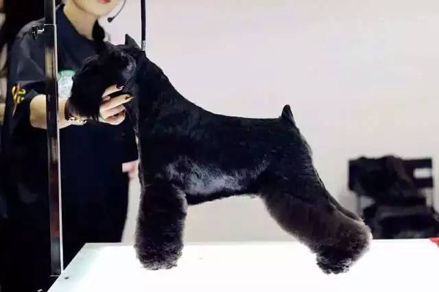 独家 | 迷你雪纳瑞优质犬舍名单！-13.jpeg