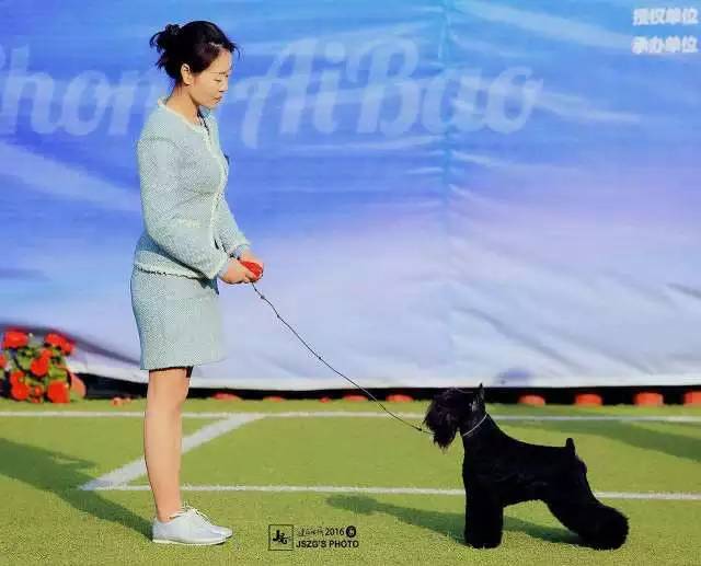 独家 | 迷你雪纳瑞优质犬舍名单！-15.jpeg
