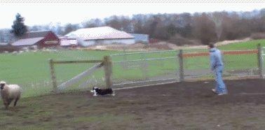 分不清柴犬和土狗的人，就是因为没见过好狗啊-5.gif