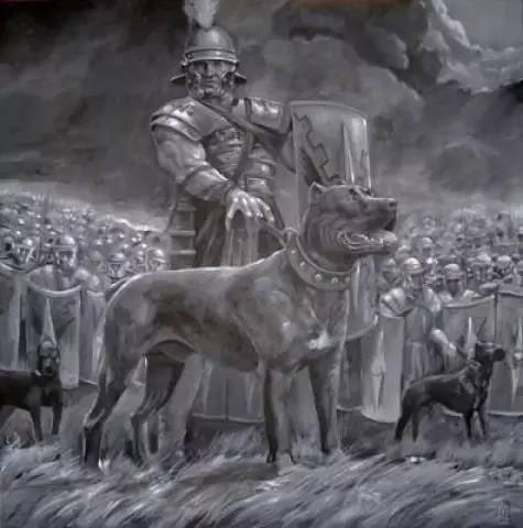 独家 | 卡斯罗犬优质犬舍名单-2.jpeg