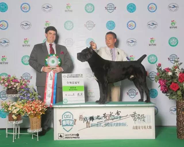 独家 | 卡斯罗犬优质犬舍名单-6.jpeg
