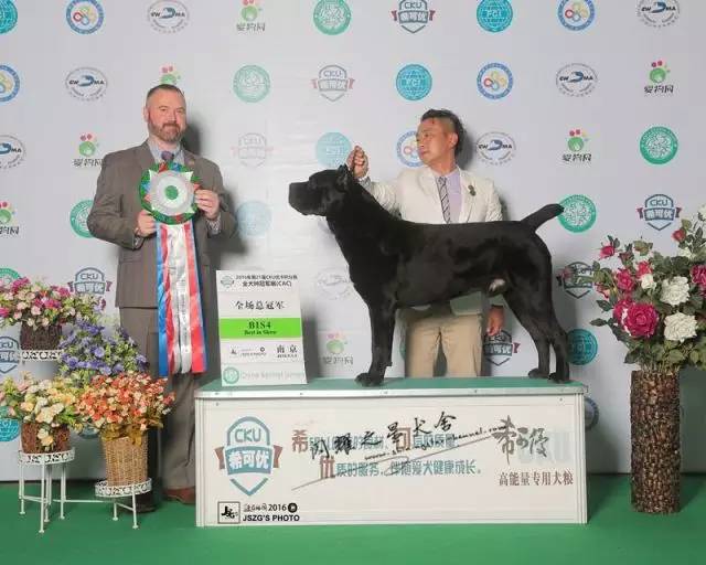 独家 | 卡斯罗犬优质犬舍名单-7.jpeg