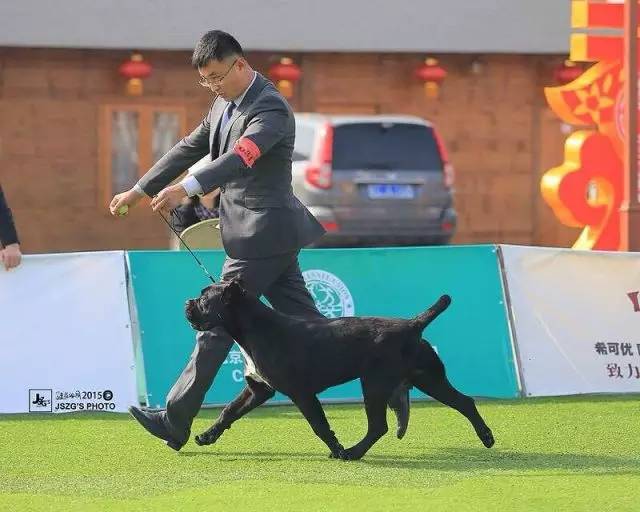 独家 | 卡斯罗犬优质犬舍名单-9.jpeg