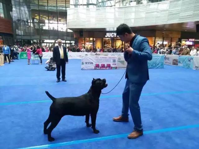 独家 | 卡斯罗犬优质犬舍名单-12.jpeg