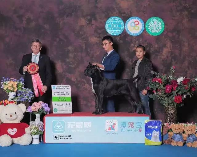独家 | 卡斯罗犬优质犬舍名单-11.jpeg