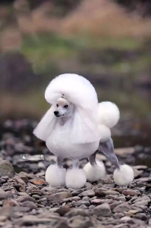 独家 | 贵宾犬优质犬舍名单-5.jpeg