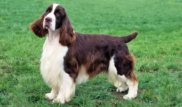 优雅的运动犬：英国斯宾格猎犬-4.jpeg