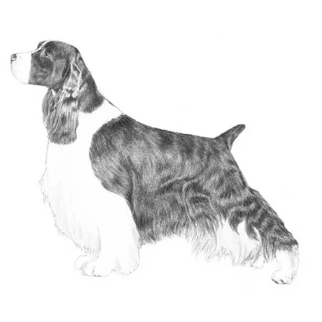 优雅的运动犬：英国斯宾格猎犬-7.jpeg