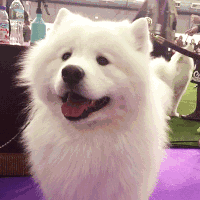 刷三观…CKU血统证书的真相-2.gif