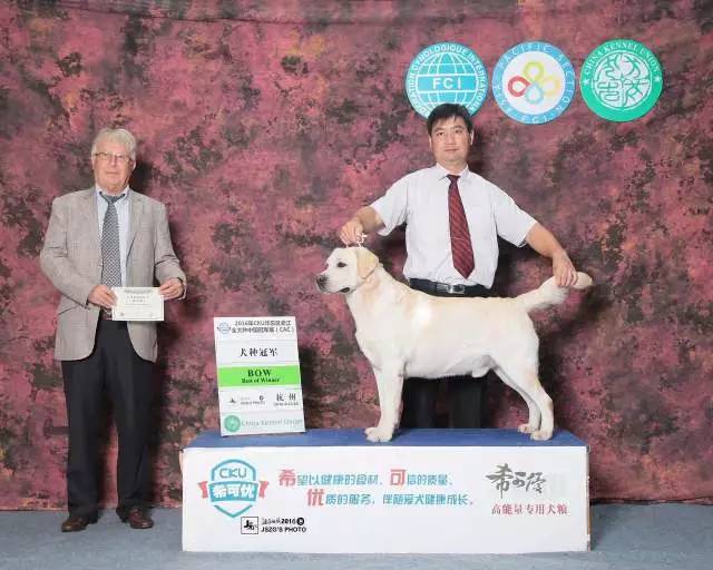 五星的魅力 | 专注繁殖拉布拉多15年-5.jpeg