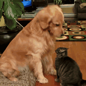 好狗难求，20句走心的话帮到你！-2.gif