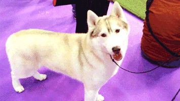 好狗难求，20句走心的话帮到你！-4.gif