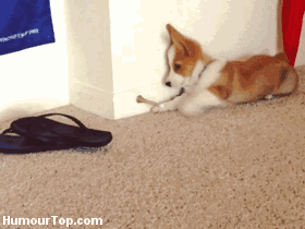 好狗难求，20句走心的话帮到你！-10.gif