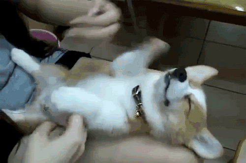 领养一个小孩，你应该关心什么-3.gif