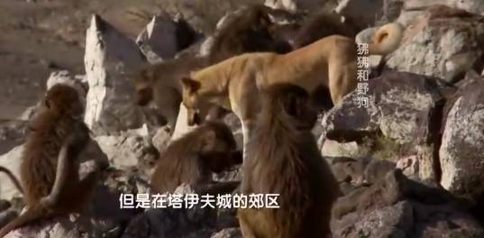 OMG！想不到古人和狗……-3.jpeg
