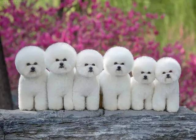 犬舍看点 | 最爱那棉花糖的温柔-4.jpeg