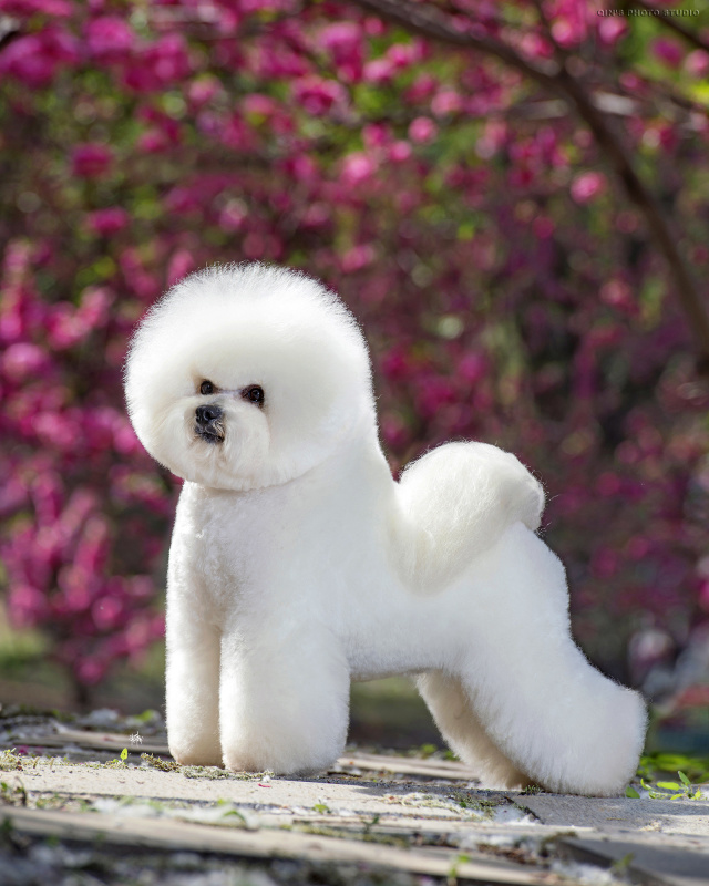 犬舍看点 | 最爱那棉花糖的温柔-8.jpg