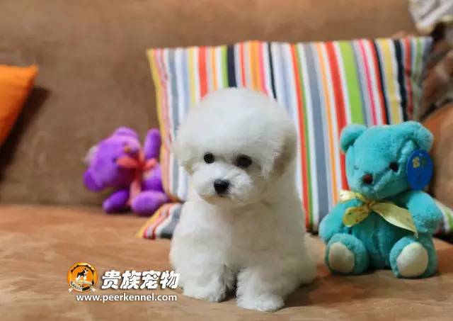 犬舍看点 | 荣誉总不是与生俱来-8.jpeg