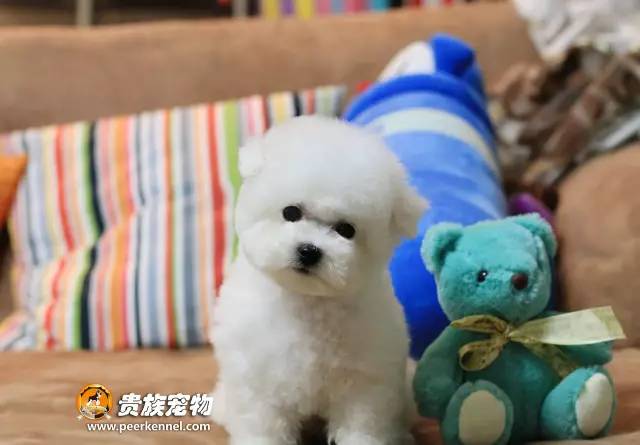 犬舍看点 | 荣誉总不是与生俱来-9.jpeg