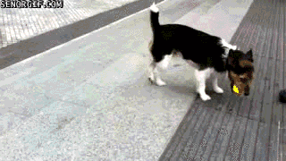 牧师界最会繁殖的人，他有只狗叫特朗普-4.gif