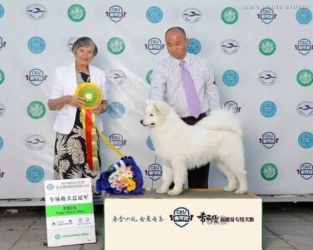 犬舍看点 | 繁殖萨摩耶的犬舍-3.jpeg