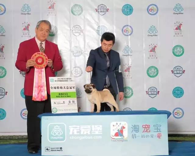 犬舍看点 | 繁殖萨摩耶的犬舍-6.jpeg