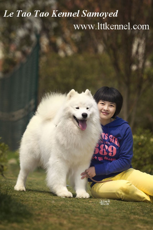 犬舍看点 | 繁殖萨摩耶的犬舍-4.jpeg
