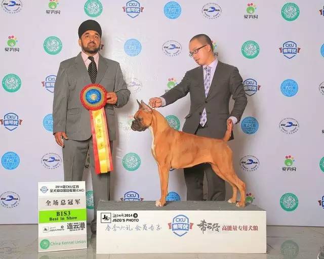 犬舍看点 | 繁殖萨摩耶的犬舍-8.jpeg