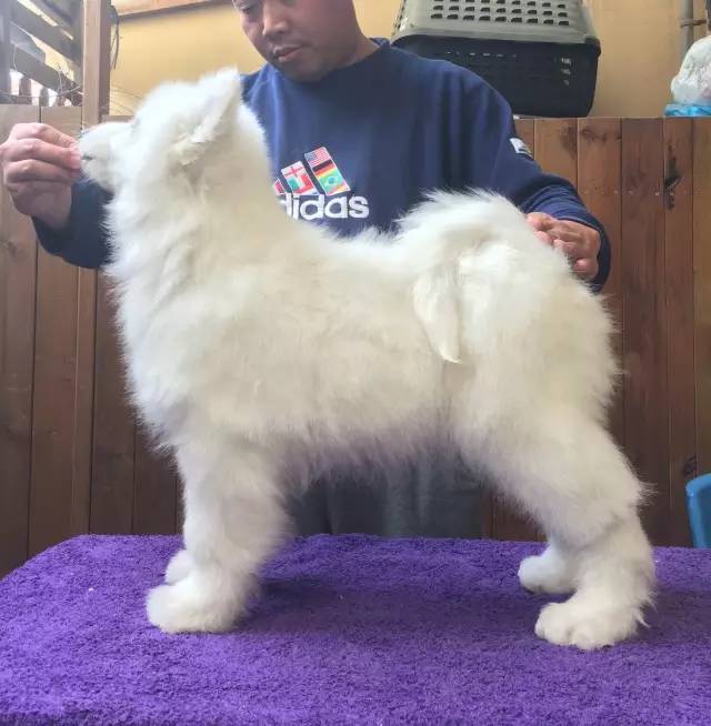 犬舍看点 | 繁殖萨摩耶的犬舍-12.jpeg