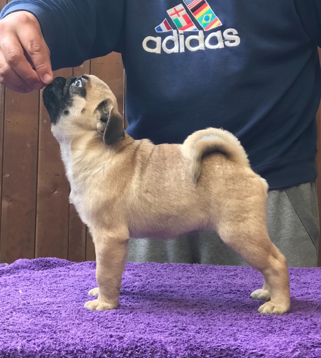 犬舍看点 | 繁殖萨摩耶的犬舍-13.jpeg