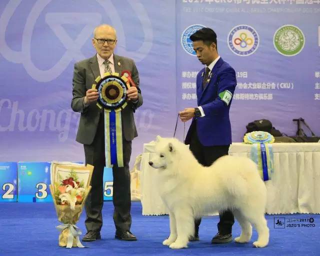 犬舍看点 | 繁殖萨摩耶的犬舍-15.jpeg