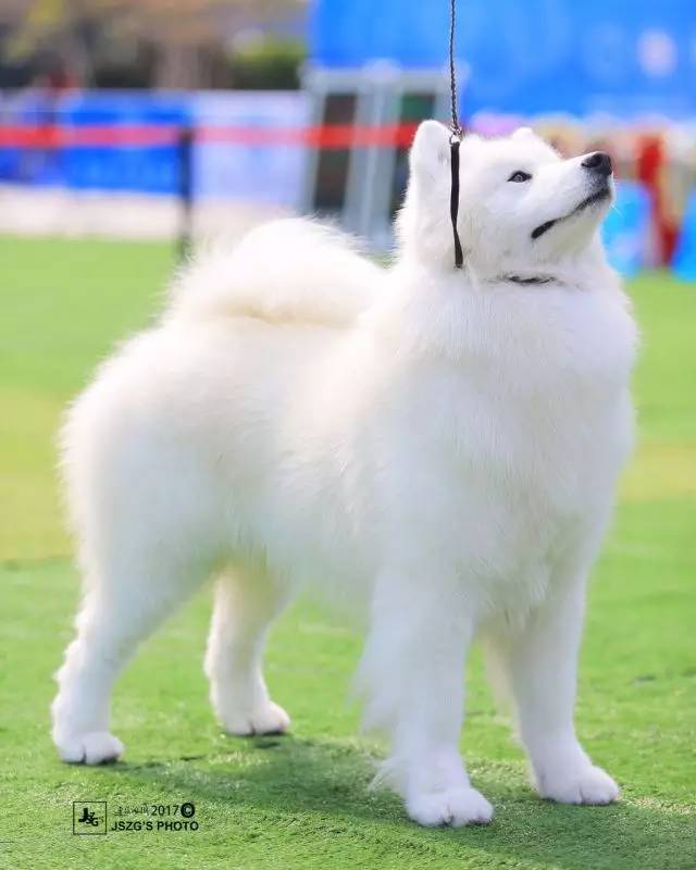 犬舍看点 | 繁殖萨摩耶的犬舍-16.jpeg