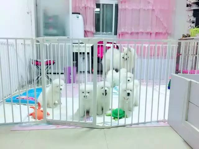 犬舍看点 | 繁殖萨摩耶的犬舍-17.jpeg