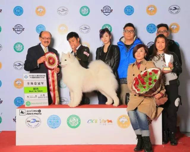 犬舍看点 | 繁殖萨摩耶的犬舍-14.jpeg