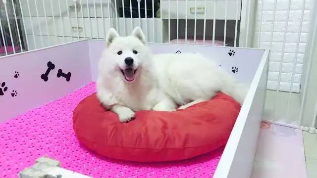 犬舍看点 | 繁殖萨摩耶的犬舍-19.jpeg