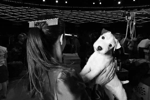 参加犬展三步走，任何时候开始都不晚-2.jpeg