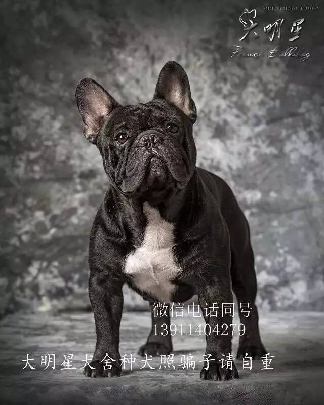 犬舍看点 | 繁殖法国斗牛犬的犬舍-1.jpeg
