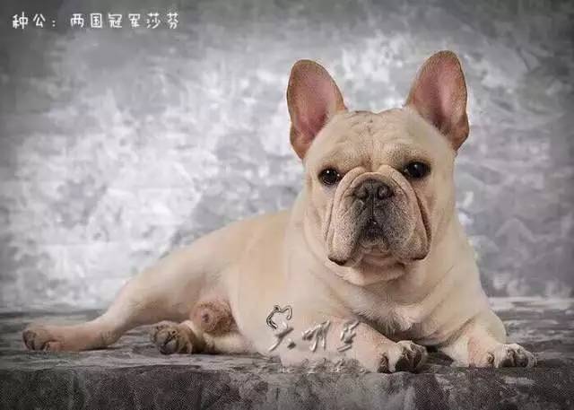 犬舍看点 | 繁殖法国斗牛犬的犬舍-5.jpeg