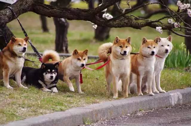 放飞自我后的郑爽如何培养出了冠军犬？-5.jpeg