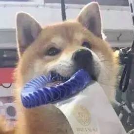 放飞自我后的郑爽如何培养出了冠军犬？-4.jpeg