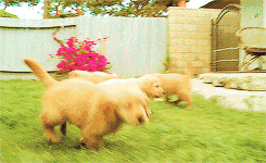 技术流，靠谱犬舍有什么共同特点？-3.gif