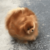 多图 |“破译”狗尾巴的基因密码-6.gif