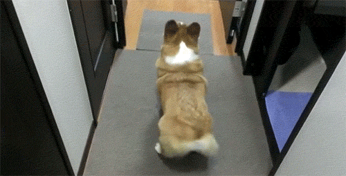 种公该怎么选？裁判的方法是…-6.gif