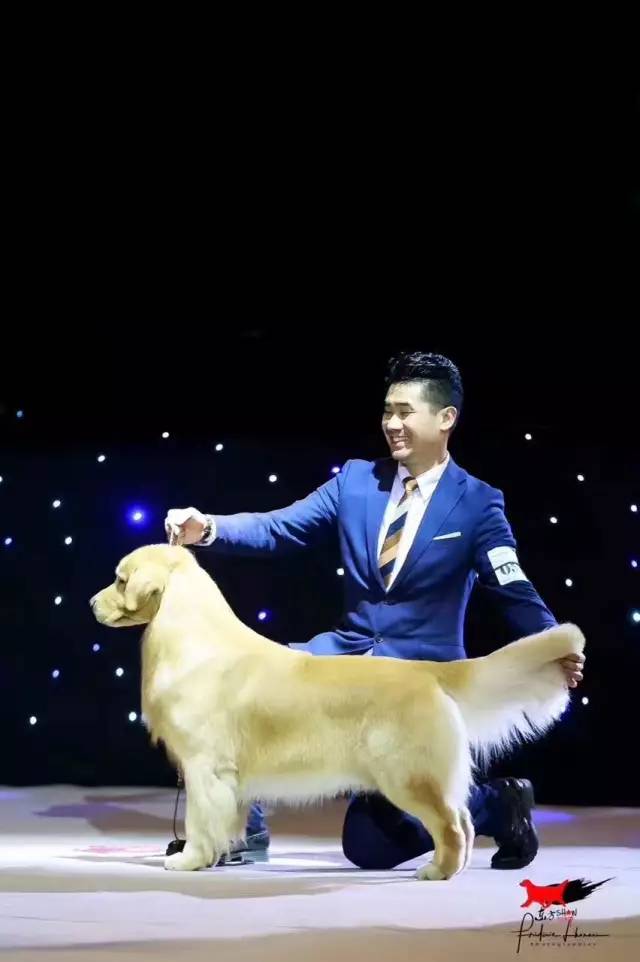 东方秀，一个只有冠军犬才能参加的比赛。-10.jpeg