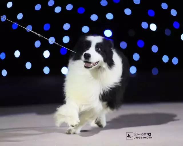 东方秀，一个只有冠军犬才能参加的比赛。-13.jpeg