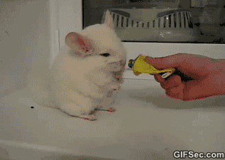带宠物看病要有备而来-2.gif