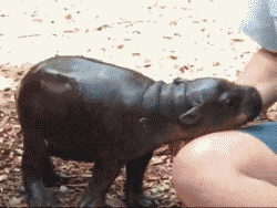 我家宠物看病的钱让谁赚走了？-5.gif