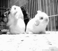 我家宠物看病的钱让谁赚走了？-9.gif